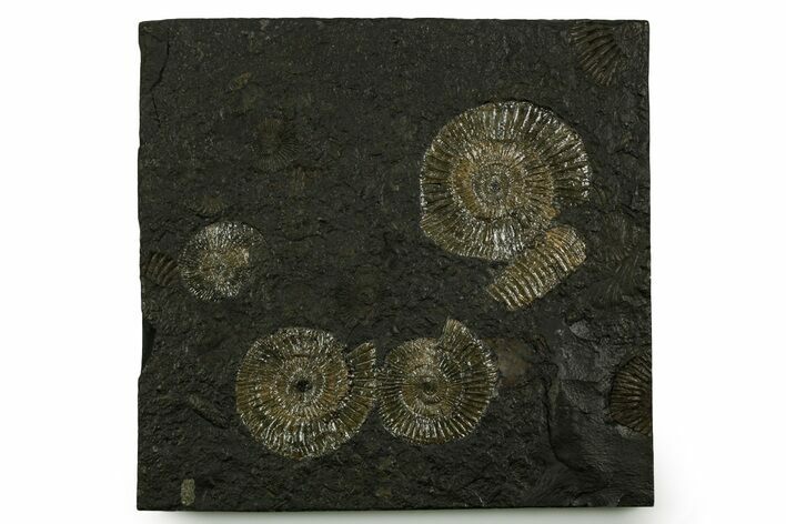 Fossil Ammonite (Dactylioceras) Cluster - Posidonia Shale, Germany #378180